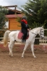 Galopes Prüfung_2