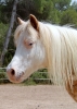 Ponies