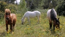 Ponies