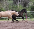 Campino