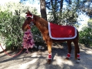 Weihnachtspferd