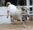 Handstand