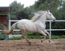 Hasi