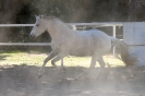 Reitpferde