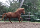 Rentner