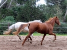 im Trab schneller als Laska im Galopp