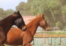 Pas de deux mit Hami 