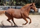 Belina