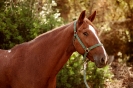 Belina