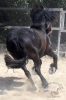 Schnell weg im Galopp