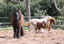 mit den Ponies