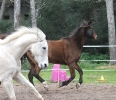 Wettrennen mit Hami 