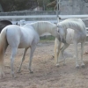 Flori_13