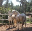 Flori