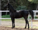 Fosca
