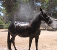 Dusche im Sommer