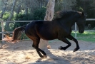 schnell im Galopp