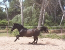 Galopp