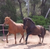 Granjero