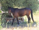 auf der Finca im Schatten