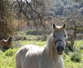 auf der Finca