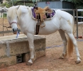mit Westernsattel zum Ponyreiten